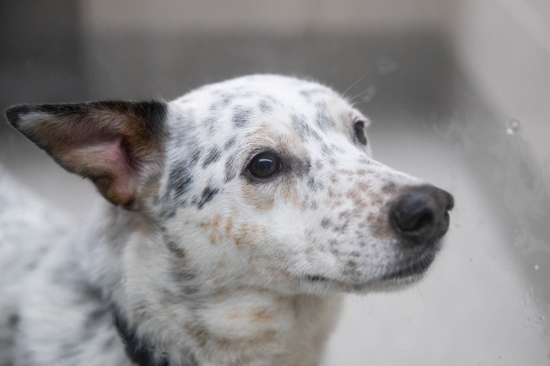 070221-owh-new-humanesociety-ar13